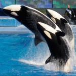 Orcas durante espetáculo no SeaWorld Orlando (Foto: Phelan M. Ebenhack/AP)