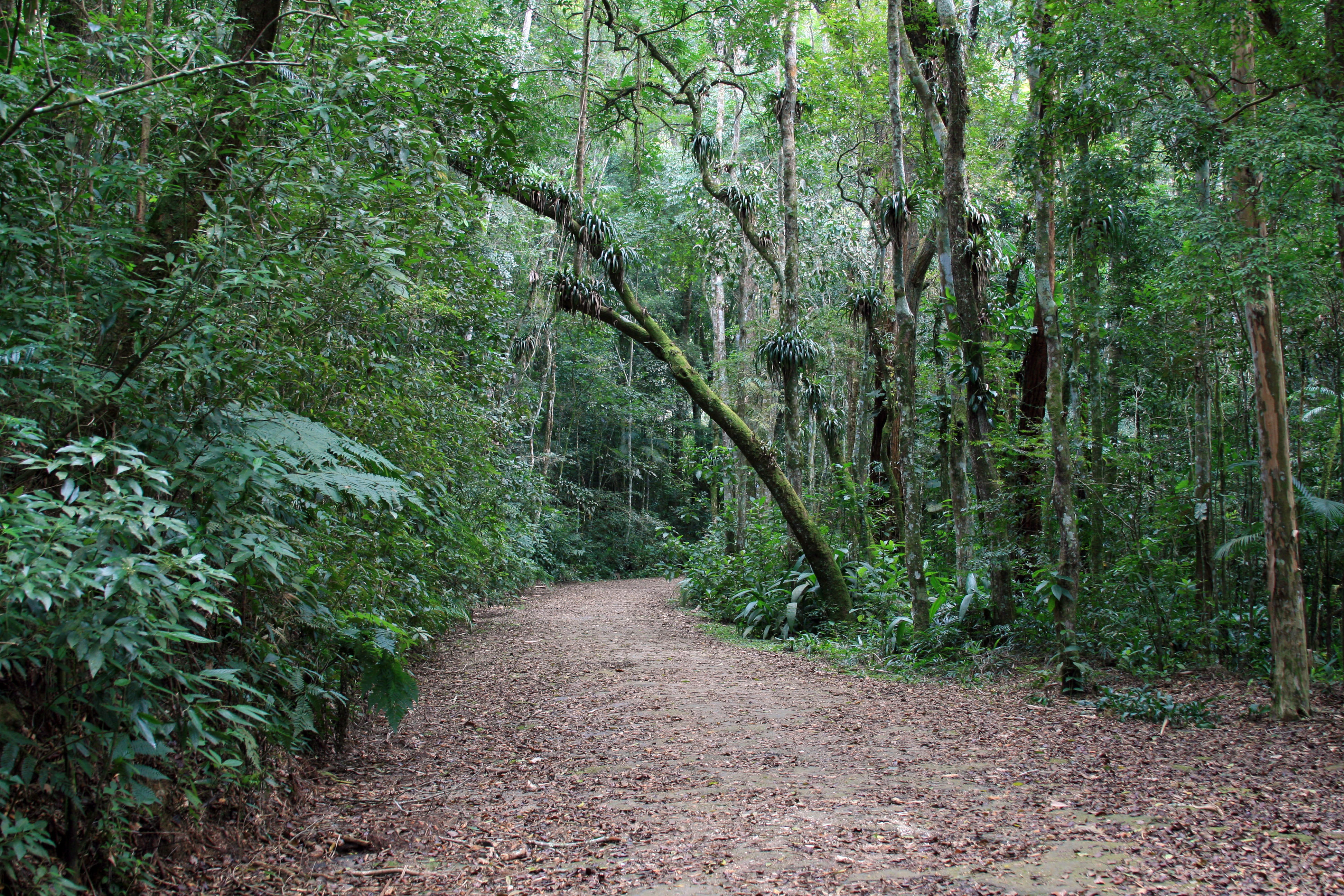 Floresta da Tijuca