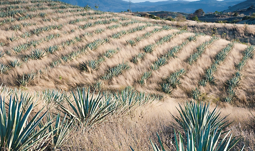 tequila