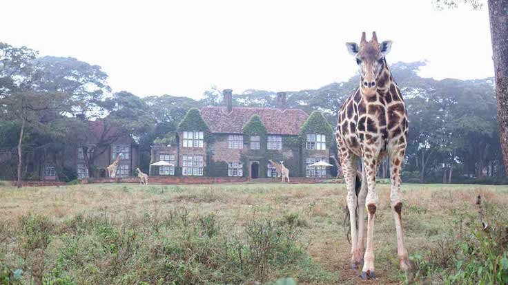 Giraffe Manor1