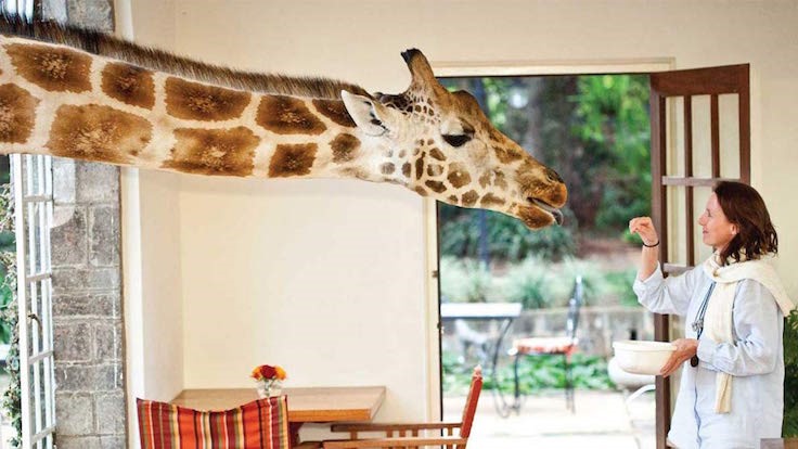 Giraffe Manor2