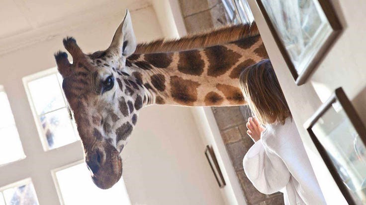 Giraffe Manor3